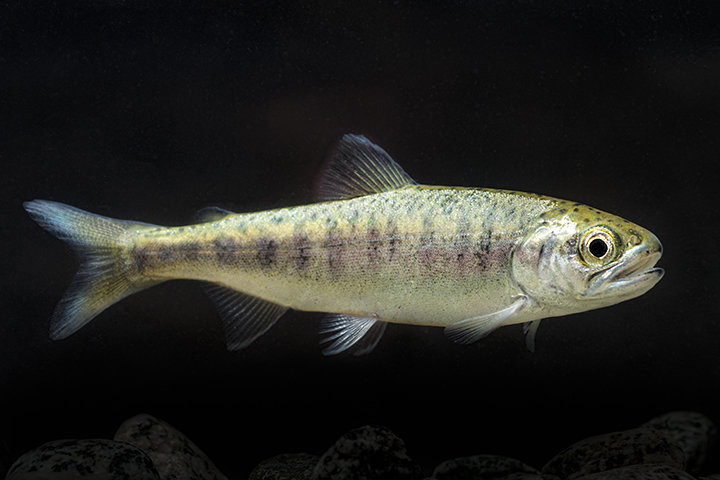 Smolt Coho 02.jpg